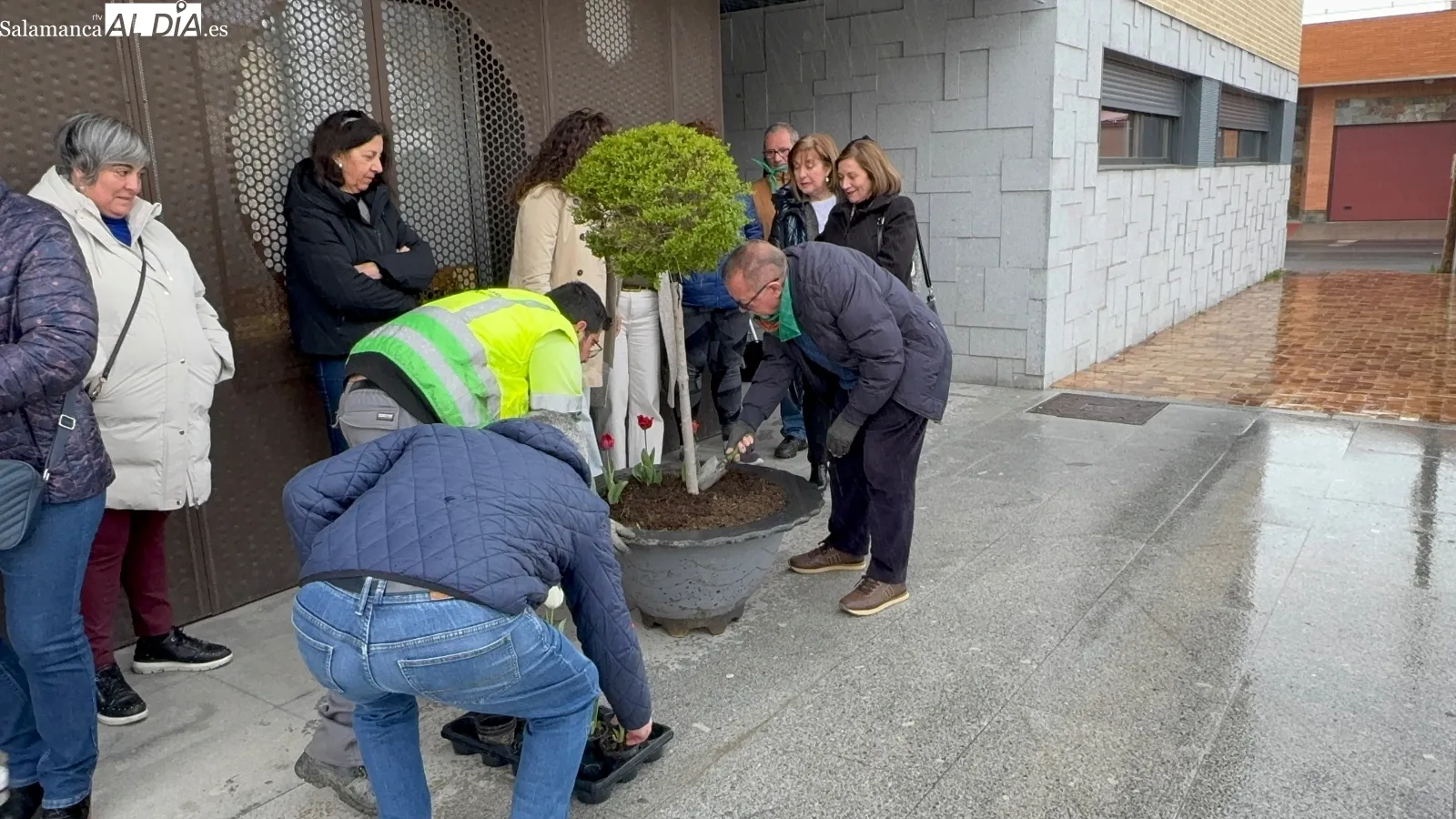 Foto 3 - Tulipanes rojos en Pe&ntilde;aranda para conmemorar el D&iacute;a Mundial del P&aacute;rkinson