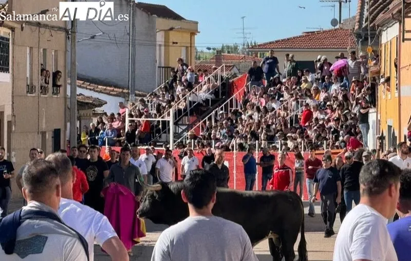 Toro del Voto en Villoria
