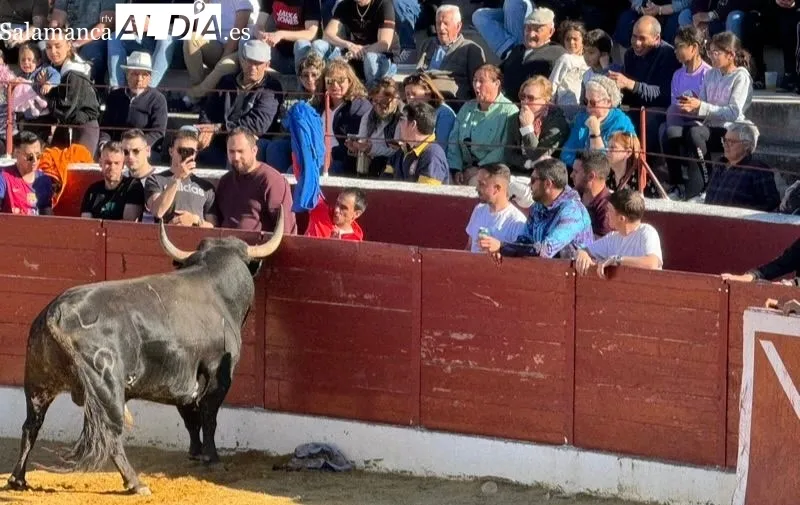 Toro del Voto en Villoria
