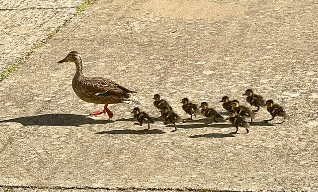 1Foto: Desfile de patos