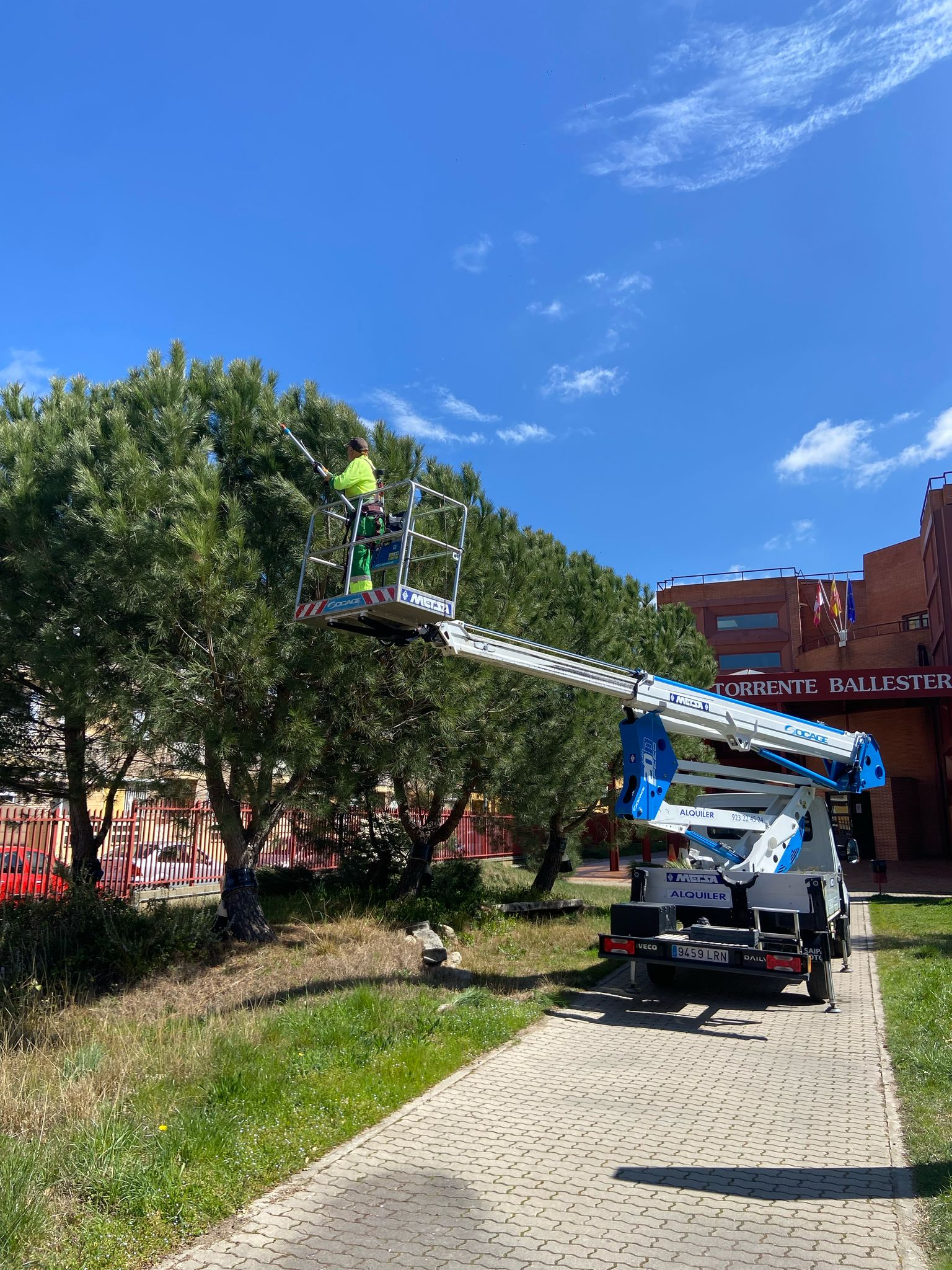 Comienza la campaña para combatir la procesionaria en Santa Marta