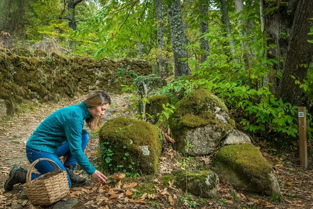 Foto 4 - La provincia de Salamanca refuerza su apuesta por el micoturismo con seis rutas se&ntilde;alizadas