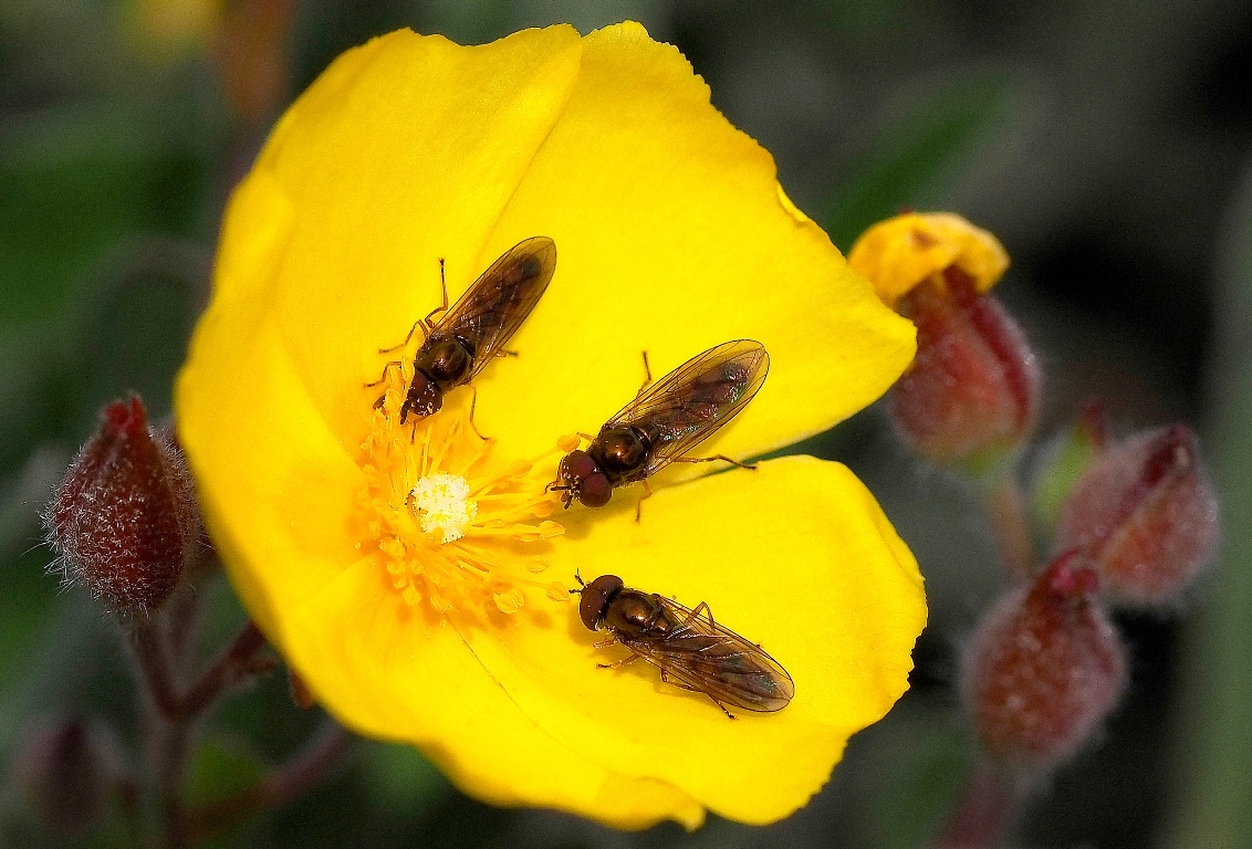 Flor del jaguarzo amarillo en San Miguel de Valero