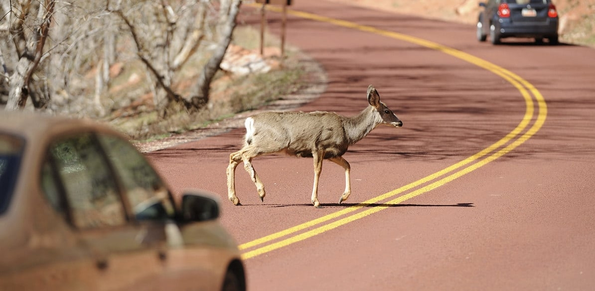 Charla en Aldeadávila sobre los accidentes de fauna en las carreteras