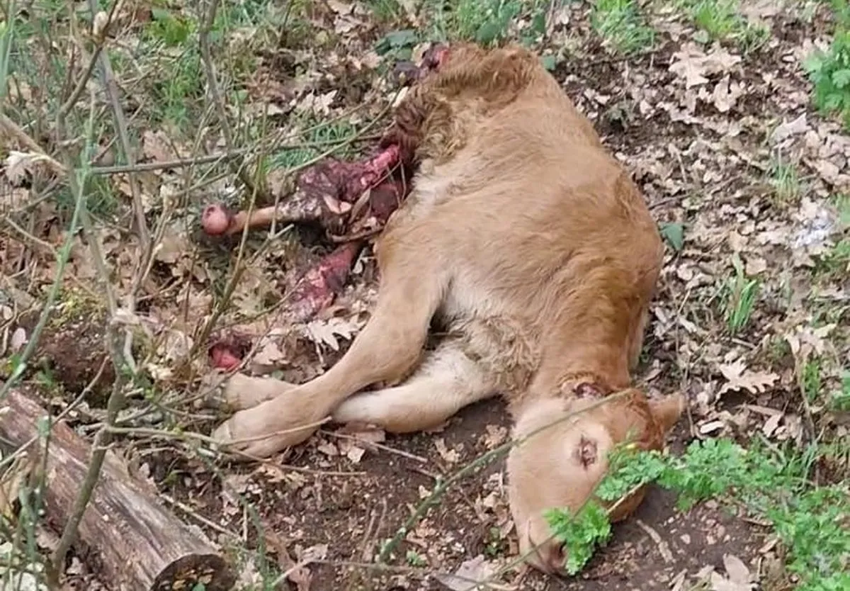 Ternero atacado por los buitres en San Esteban de la Sierra
