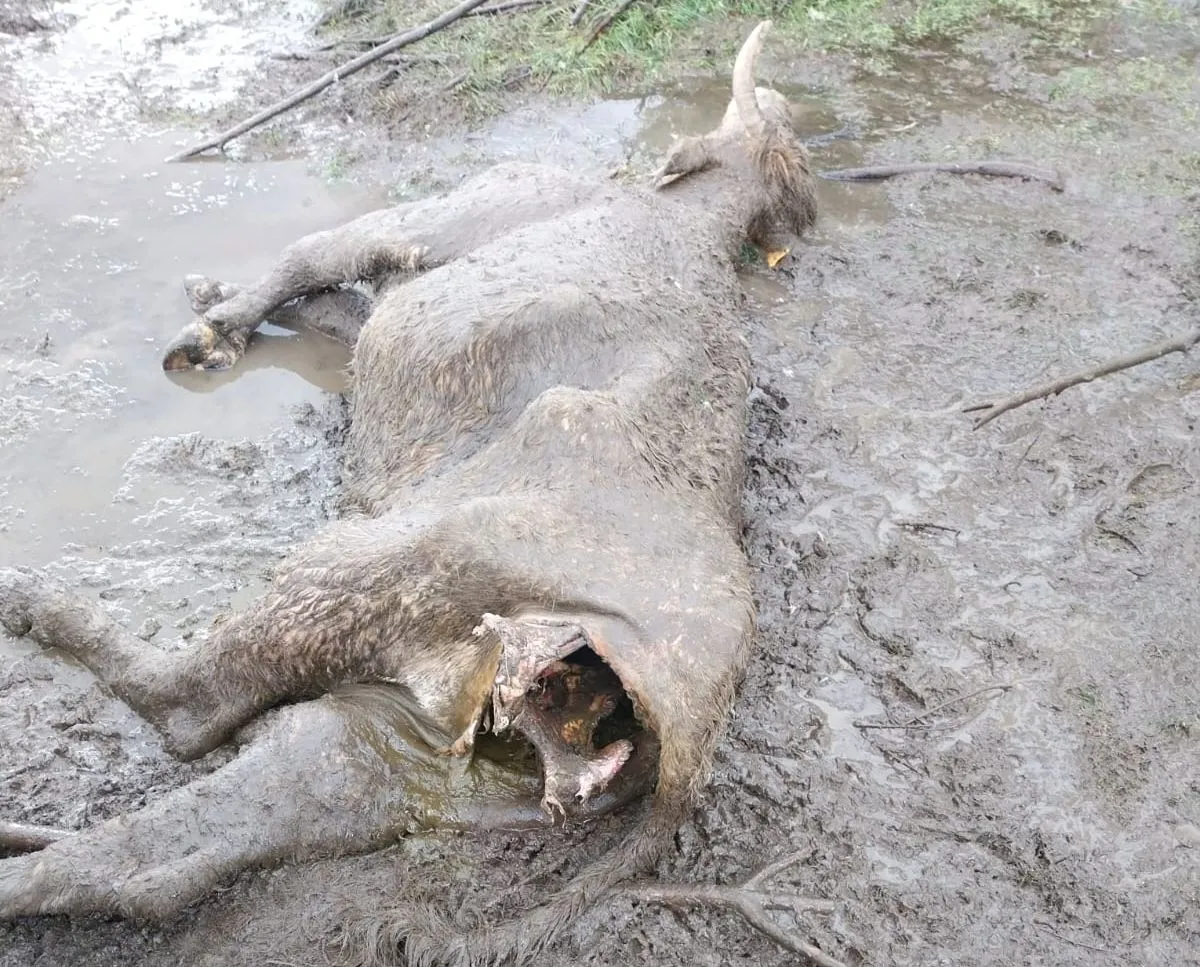 Ternero atacado por los buitres en San Esteban de la Sierra