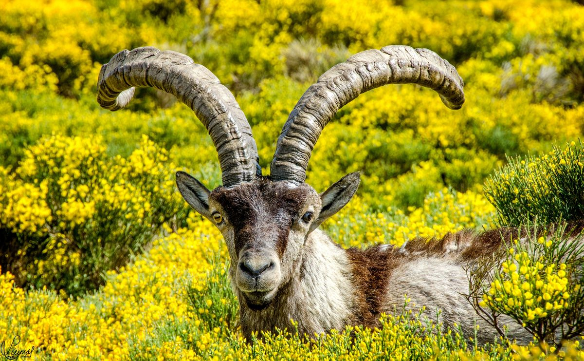 Peña de Francia, Salamanca