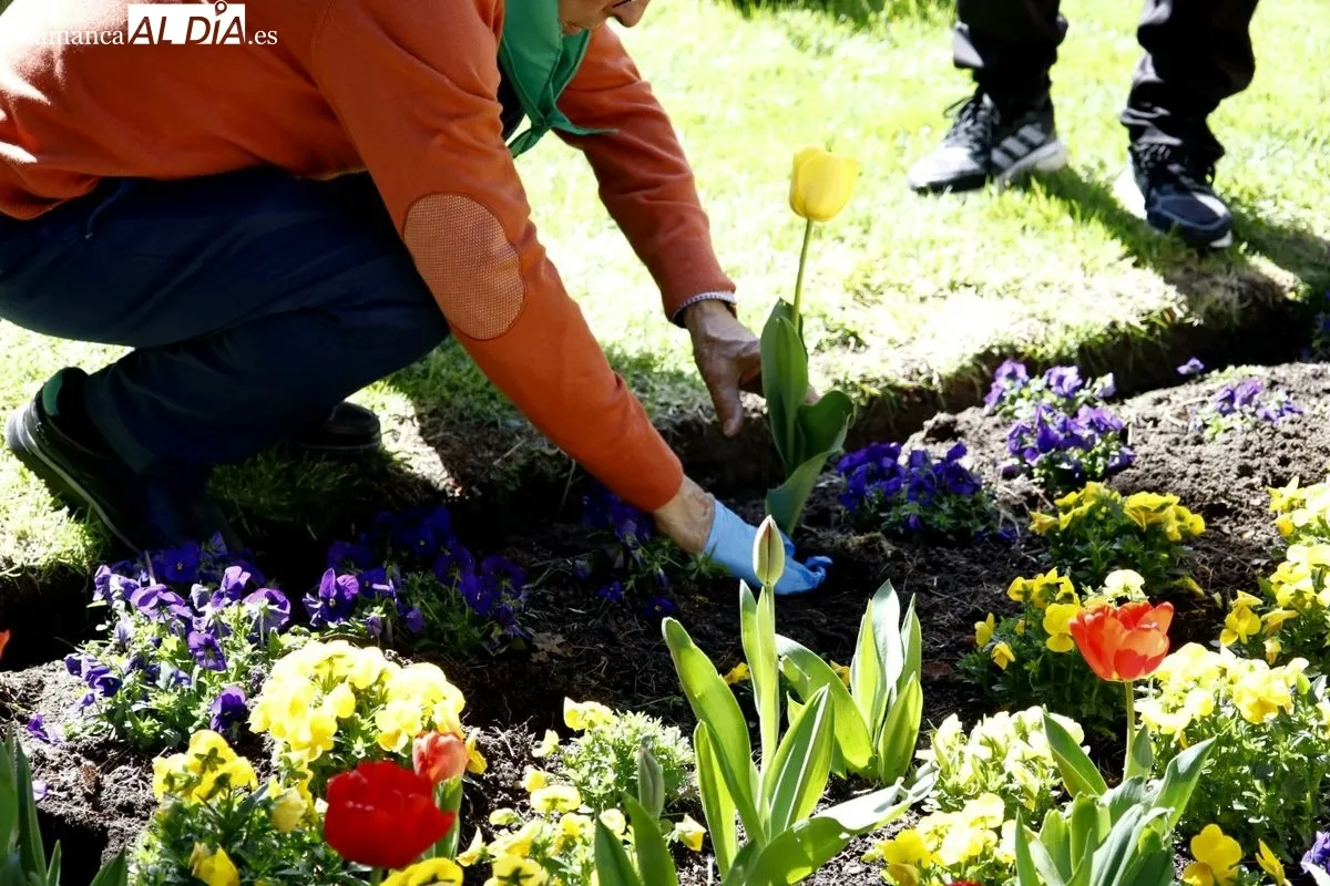 Plantación de tulipanes en el parque de San Francisco por el Día Mundial del Parkinson. Foto de David Domínguez