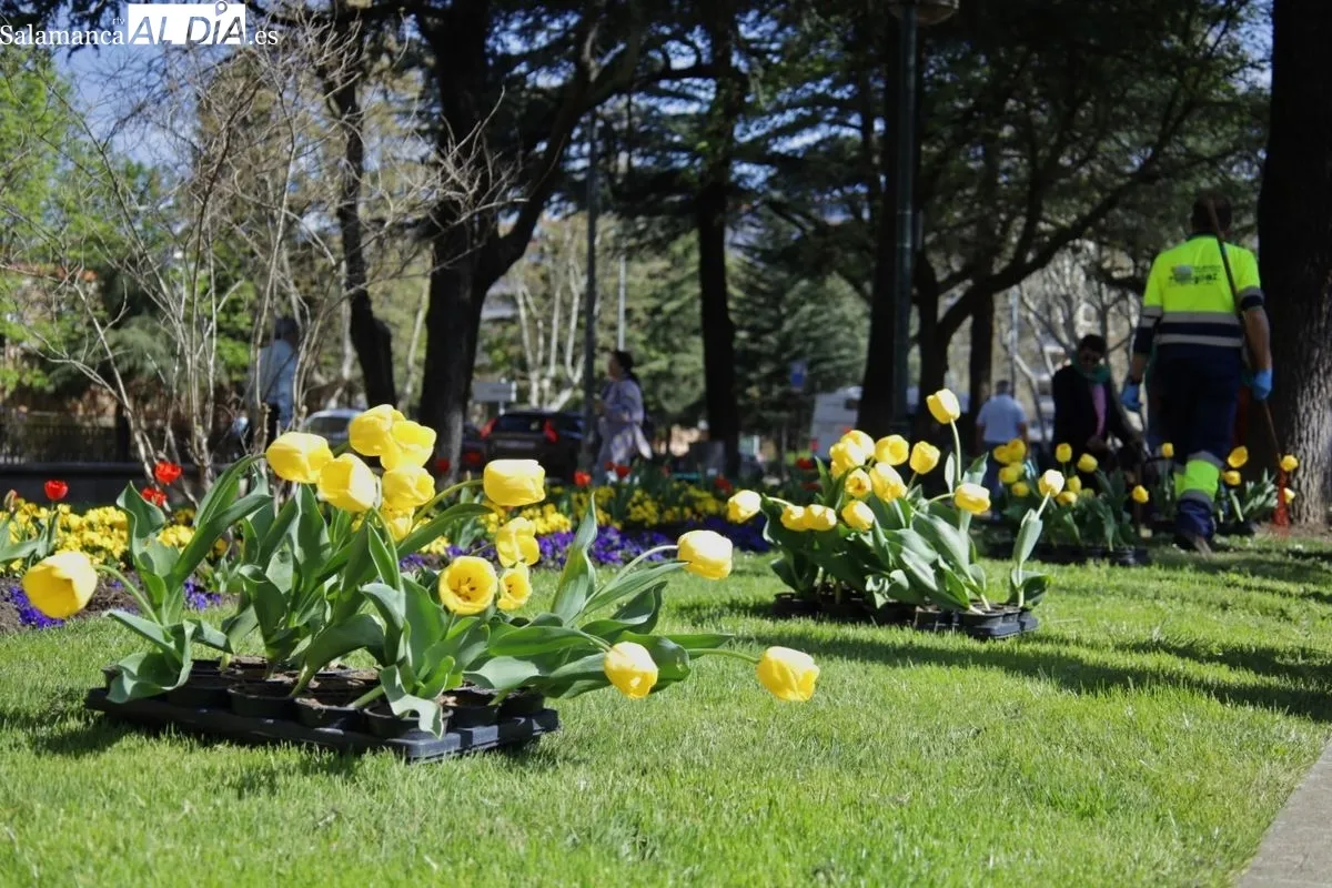 Plantación de tulipanes en el parque de San Francisco por el Día Mundial del Parkinson. Foto de David Domínguez