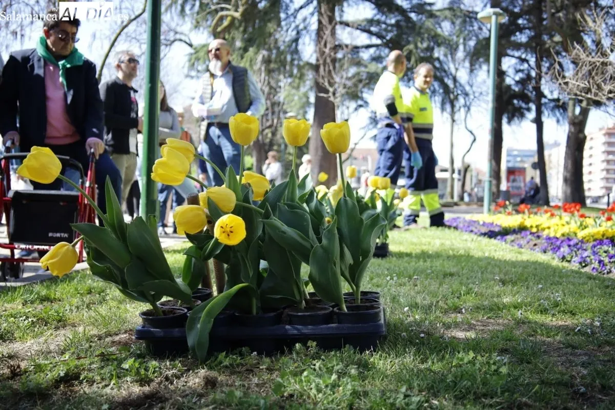 Plantación de tulipanes en el parque de San Francisco por el Día Mundial del Parkinson. Foto de David Domínguez