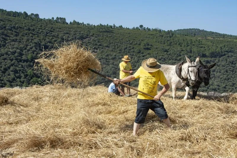 Imágenes de la visita de Santonja y de la recreación de la trilla el pasado verano (Fotos: Manuel Lamas)