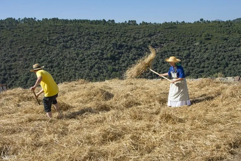 Imágenes de la visita de Santonja y de la recreación de la trilla el pasado verano (Fotos: Manuel Lamas)