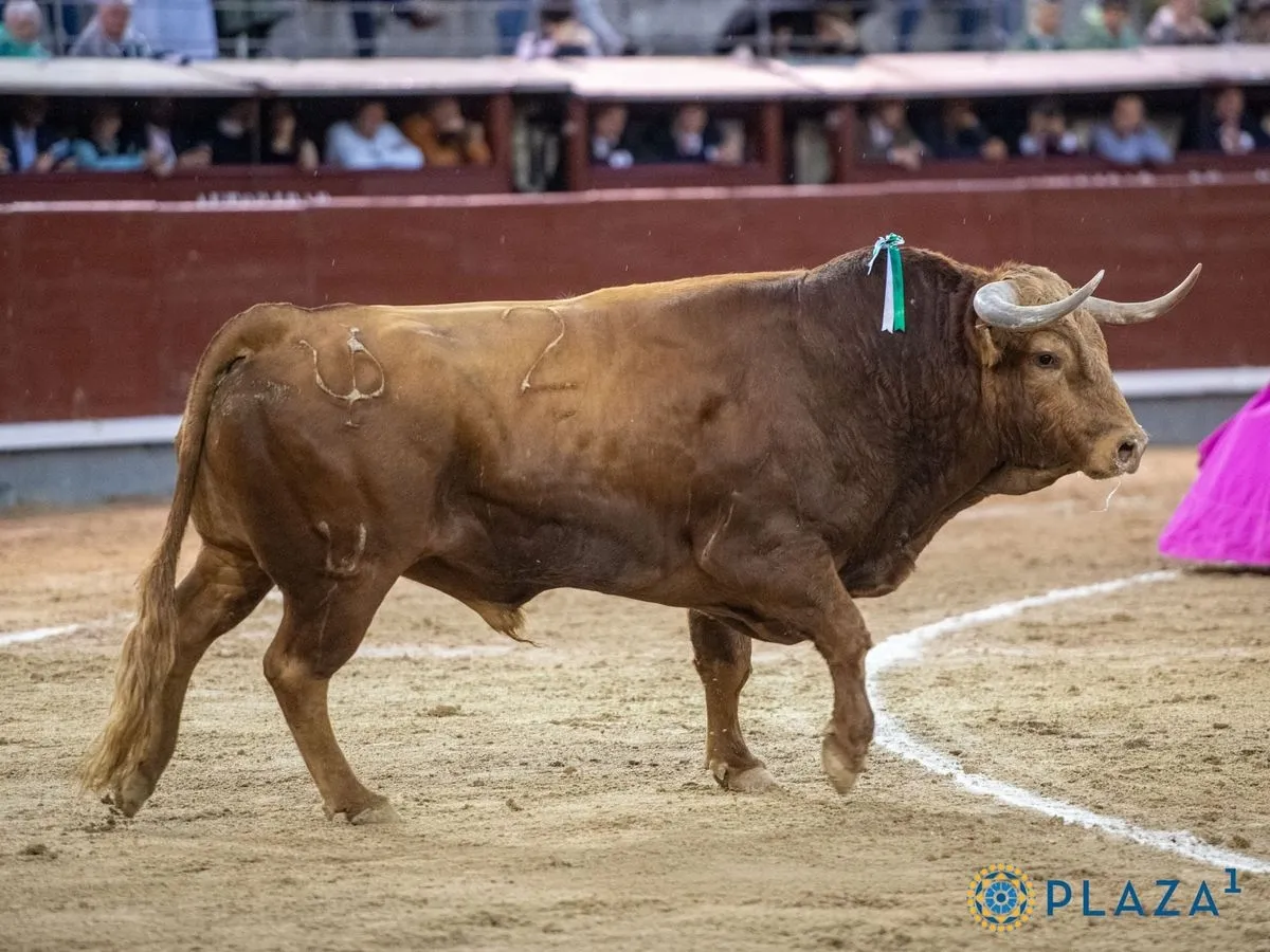 'Brigadier', de Pedraza de Yeltes, en Las Ventas. Foto de Plaza 1