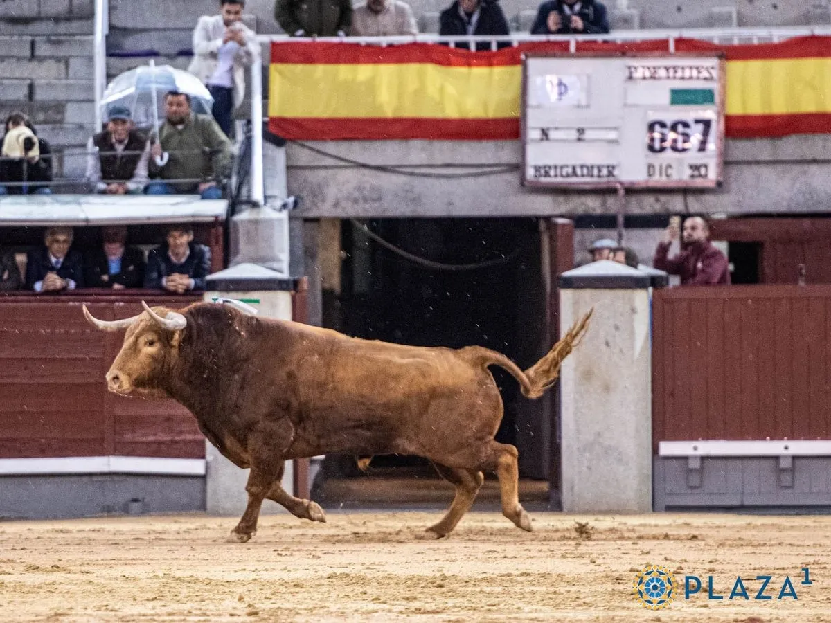 'Brigadier', de Pedraza de Yeltes, en Las Ventas. Foto de Plaza 1