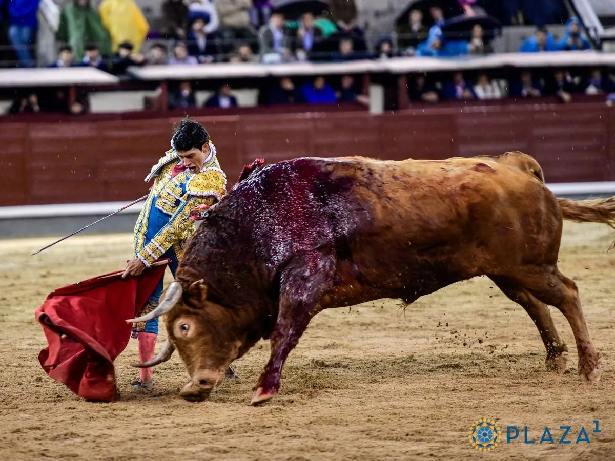 'Brigadier', de Pedraza de Yeltes, en Las Ventas. Foto de Plaza 1