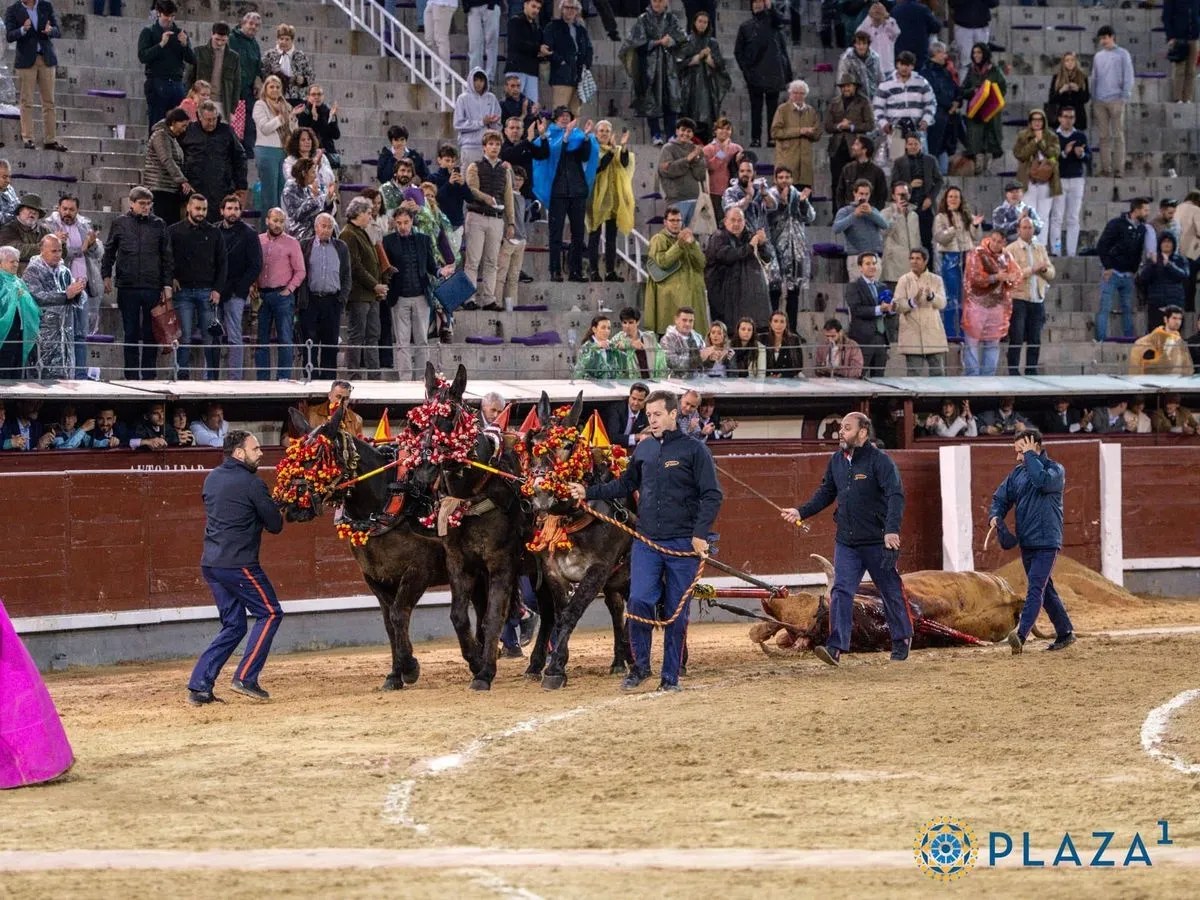 'Brigadier', de Pedraza de Yeltes, en Las Ventas. Foto de Plaza 1