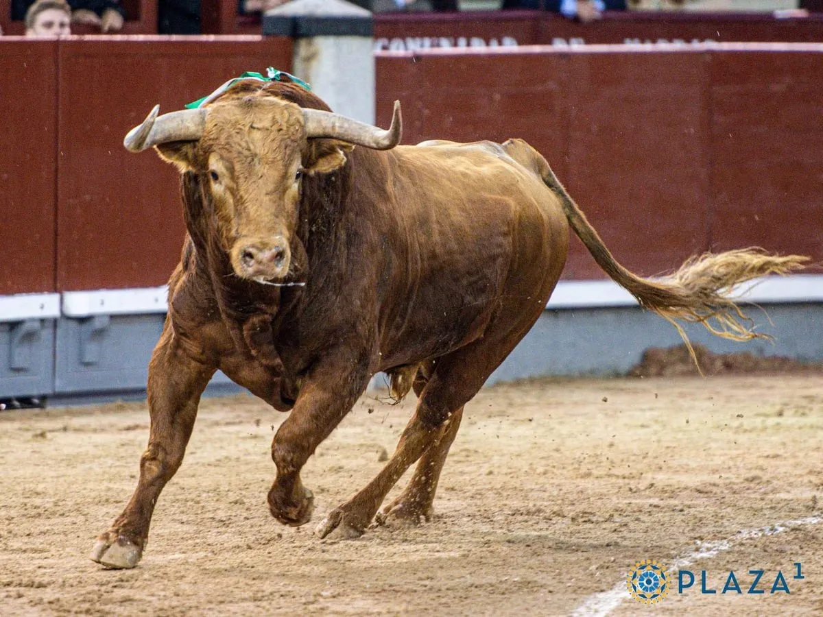 'Brigadier', de Pedraza de Yeltes, en Las Ventas. Foto de Plaza 1