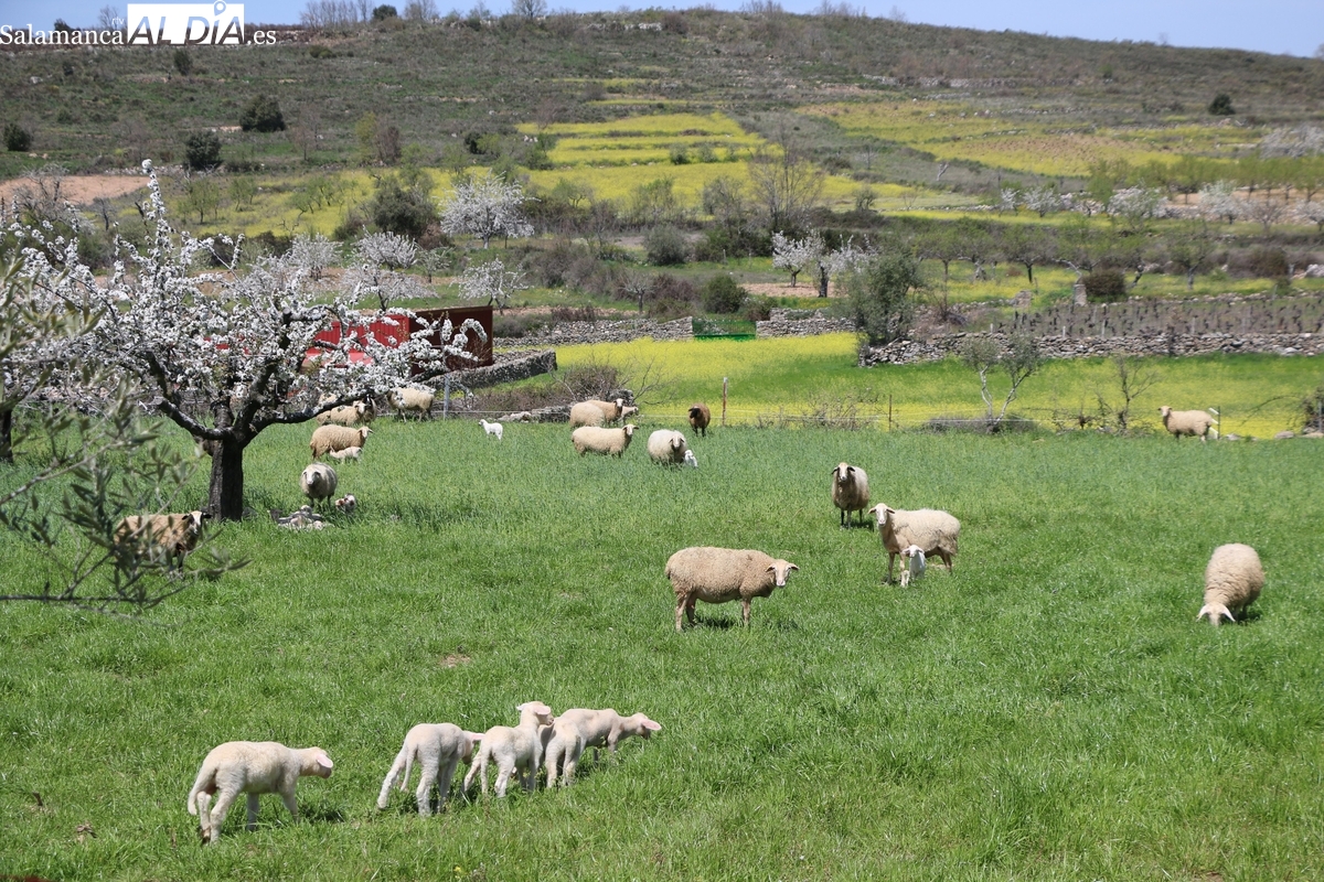 Buitres atacan corderos en Salamanca: ganadero desesperado