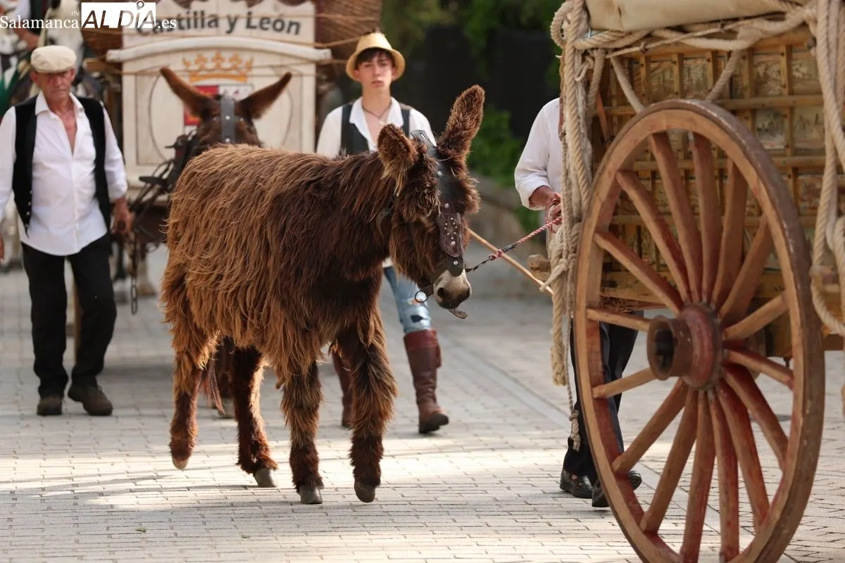 El esplendor del Siglo de Oro revive en Salamanca con este gran desfile | FOTOS: David Sañudo