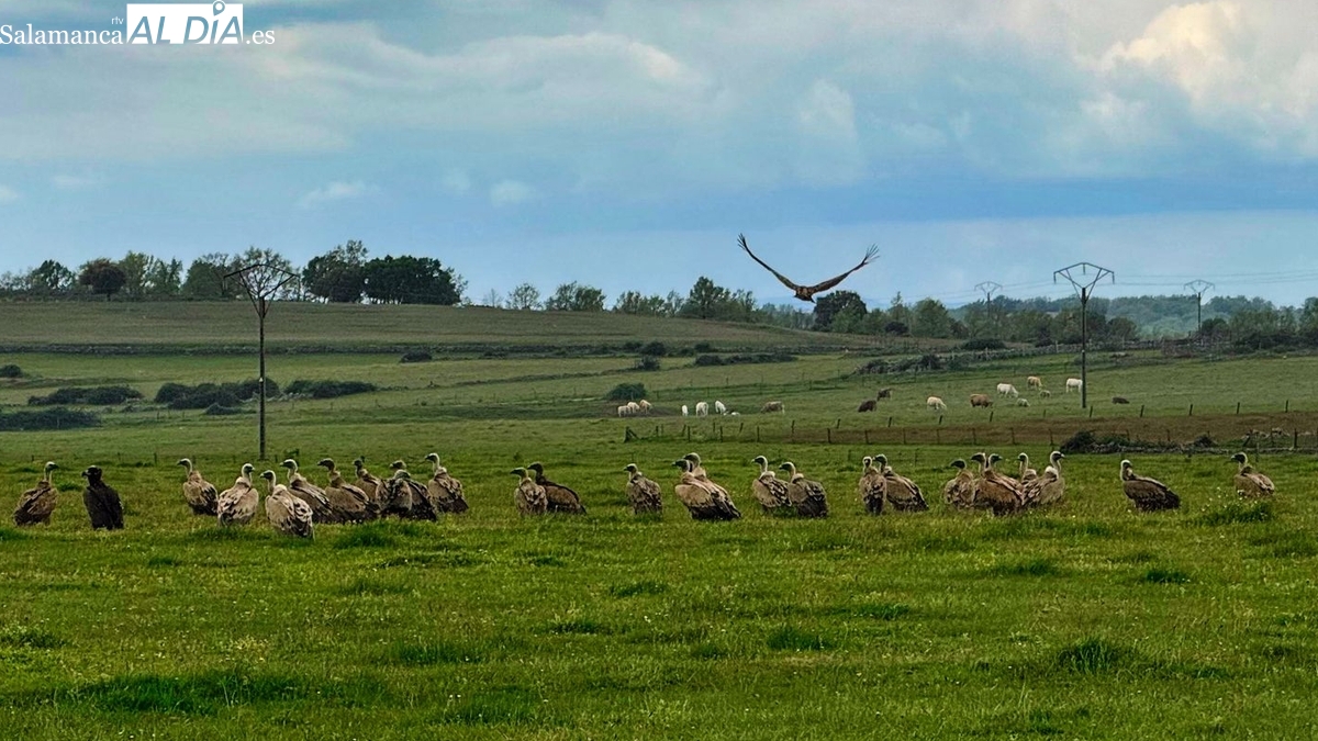 ASAJA Salamanca: crisis agraria, precios, fauna y abandono