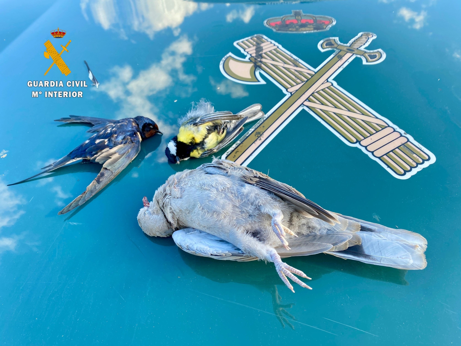 Guardia Civil investiga a cazadores furtivos en Miranda de Azán