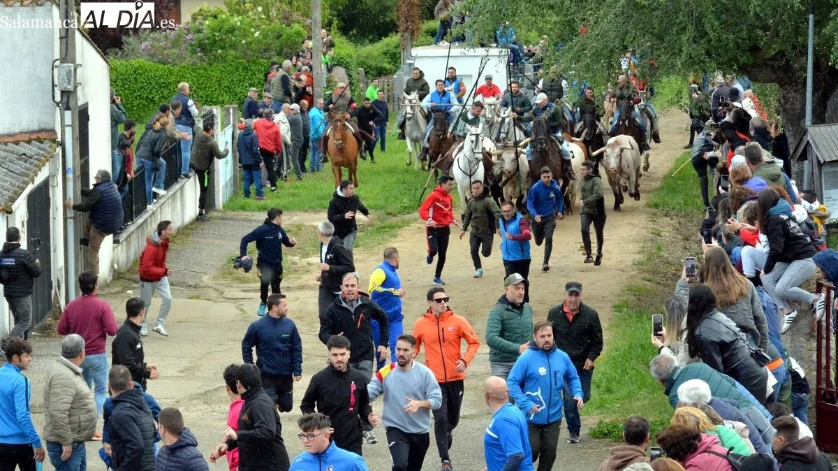 Foto 2 - Intensa y animada jornada taurina en las fiestas de El Noveno de San Felices de los Gallegos
