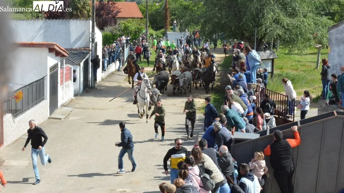 Fiestas del Noveno en San Felices de los Gallegos/ CORREDERA