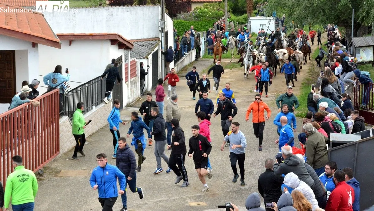 Foto 4 - Intensa y animada jornada taurina en las fiestas de El Noveno de San Felices de los Gallegos