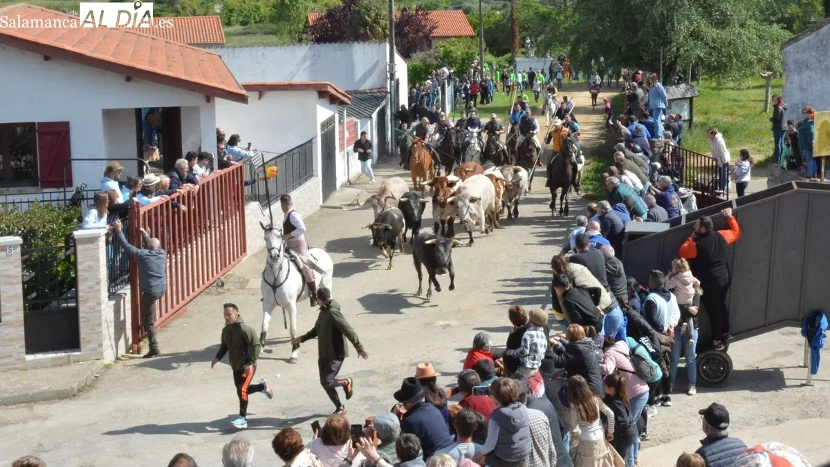 Fiestas del Noveno en San Felices de los Gallegos/ CORREDERA