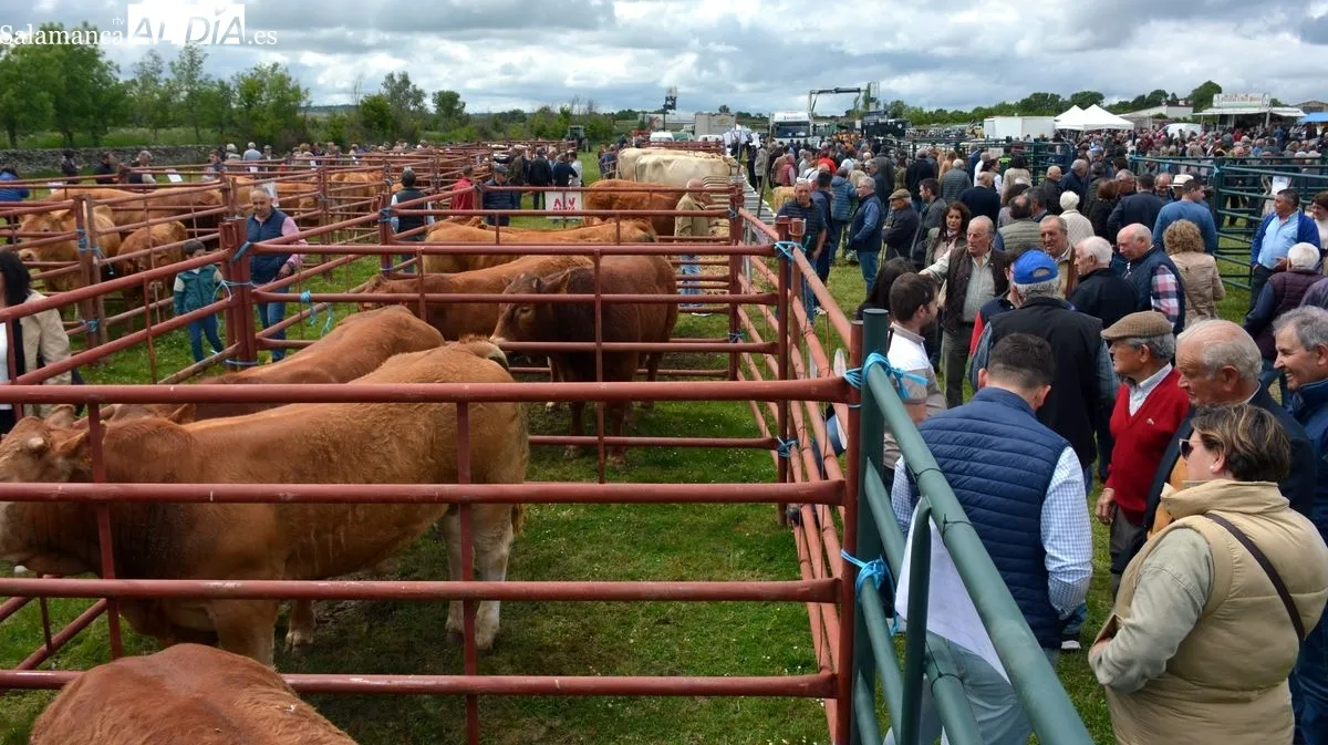 Foto 9 - Cerca de 200 cabezas de ganado devuelven el esplendor a la Feria de San Isidro en Lumbrales