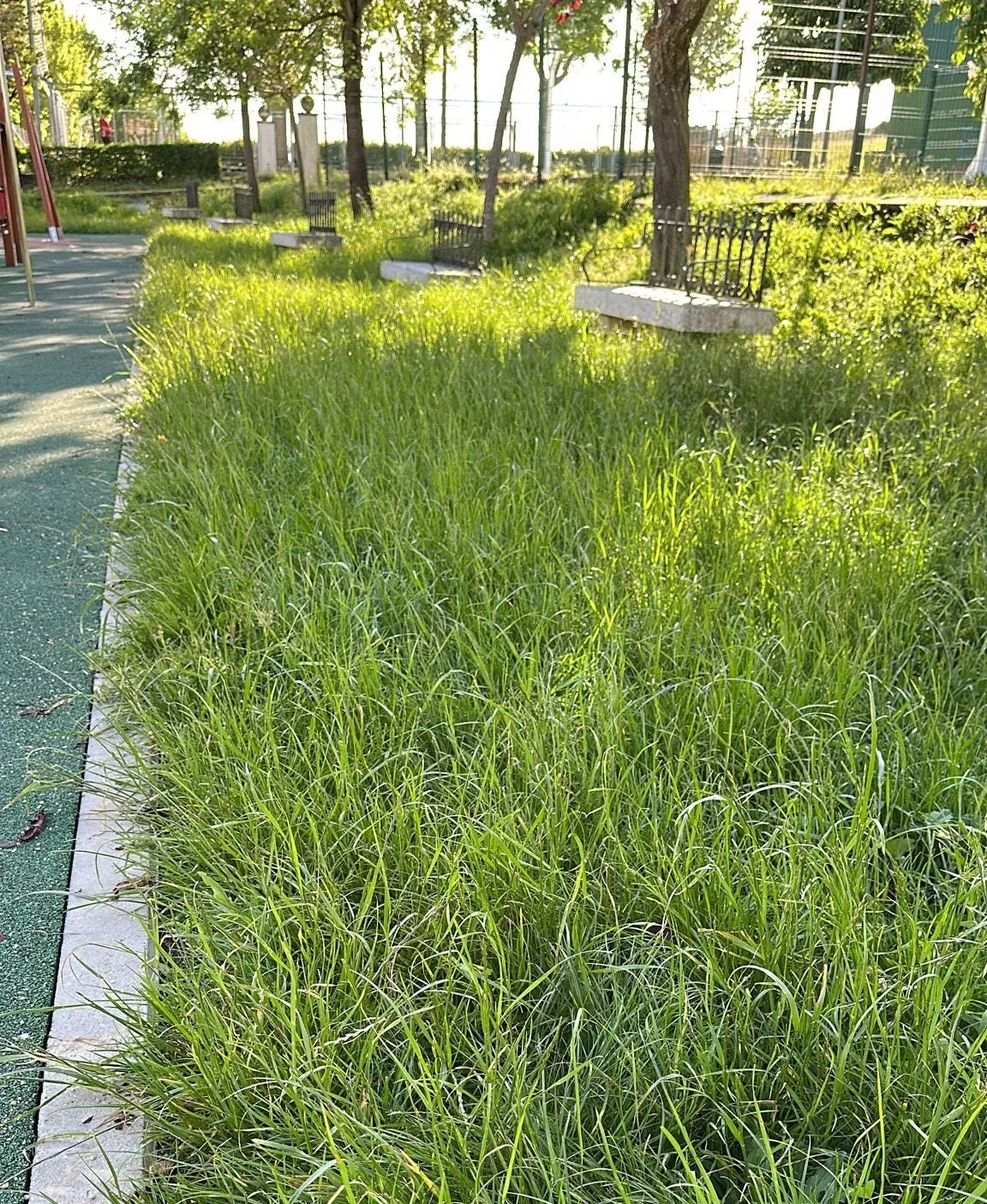Foto 4 - El PSOE denuncia plagas de insectos en el parque del Valle de San Mart&iacute;n