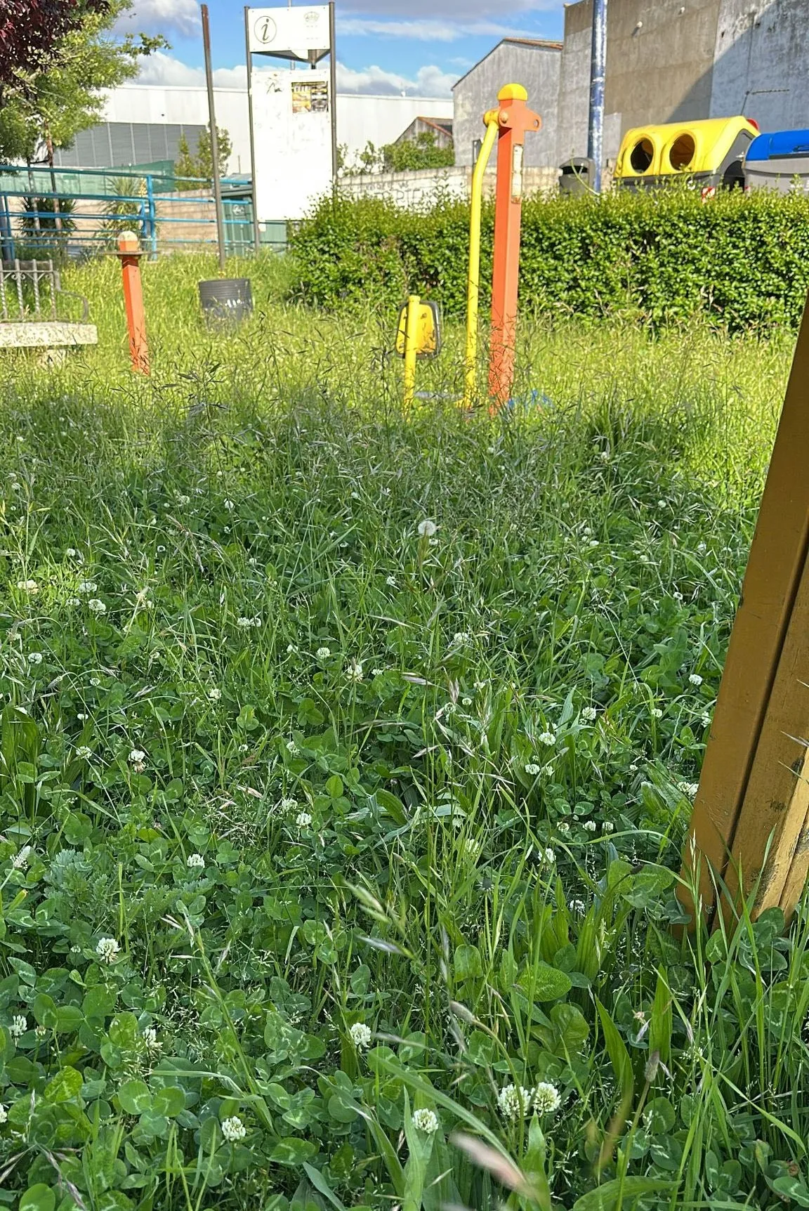 Foto 3 - El PSOE denuncia plagas de insectos en el parque del Valle de San Mart&iacute;n