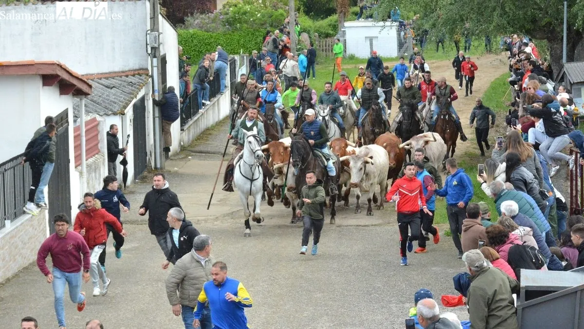 Foto 3 - Intensa y animada jornada taurina en las fiestas de El Noveno de San Felices de los Gallegos