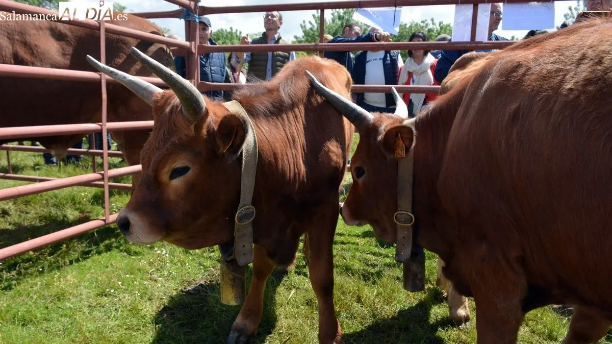 Foto 11 - Cerca de 200 cabezas de ganado devuelven el esplendor a la Feria de San Isidro en Lumbrales