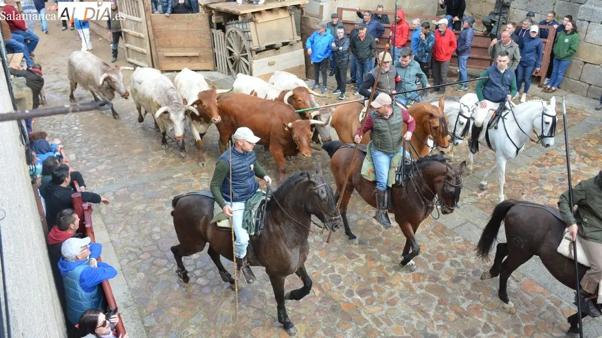 Foto 5 - Intensa y animada jornada taurina en las fiestas de El Noveno de San Felices de los Gallegos