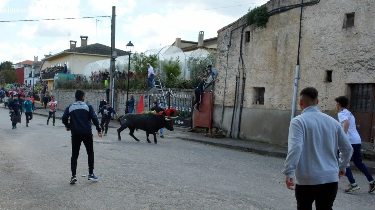 Fiestas del Noveno en San Felices de los Gallegos/ CORREDERA
