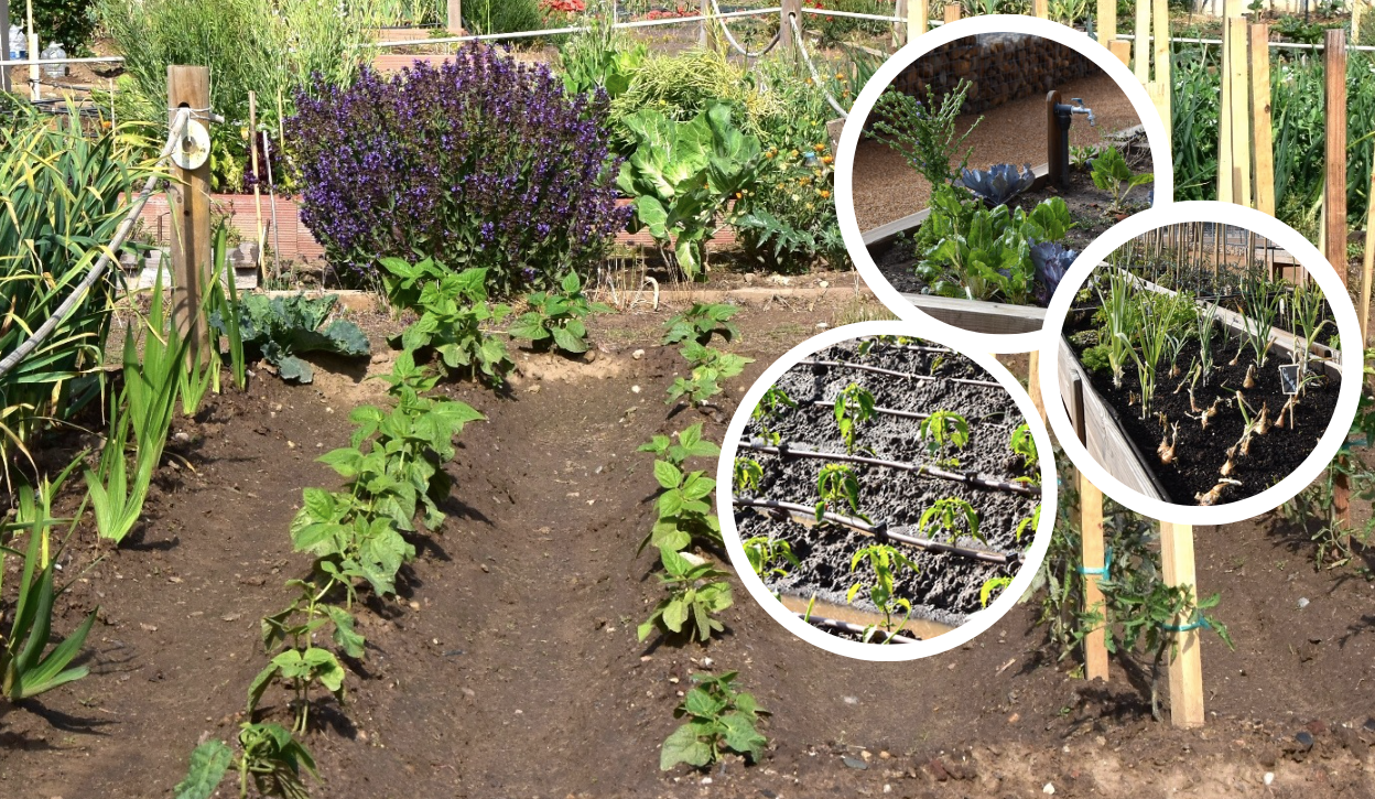 Hortalizas: las más consumidas y recomendadas en Salamanca