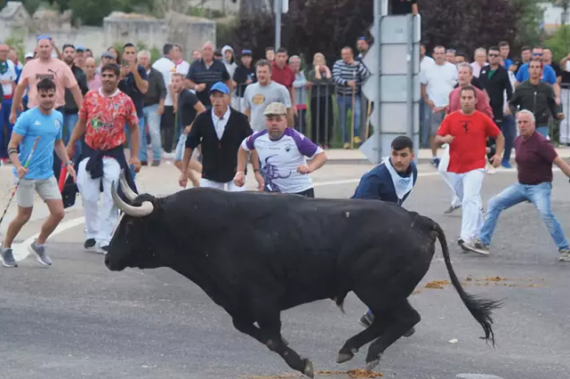 El TSJCyL anula la modificación del Toro de la Vega para clavar divisas a la res, torneo que nunca llegó a celebrarse