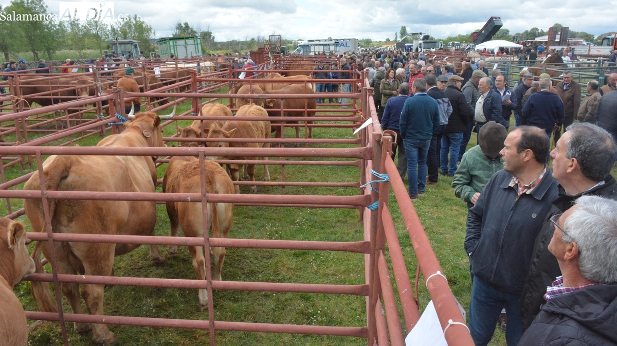  Lumbrales potencia la tradicional feria ganadera y de maquinaria agrícola