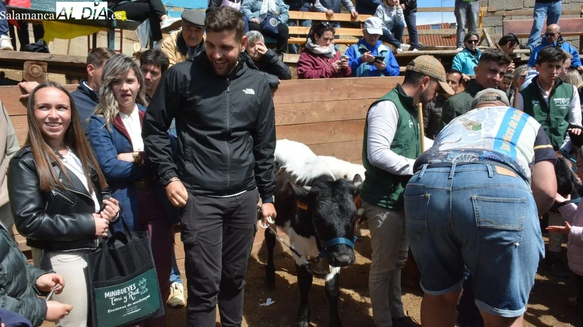 Novillos, cabestros y caballos ofrecieron una bonita estampa campera en el primer encierro de las fiestas