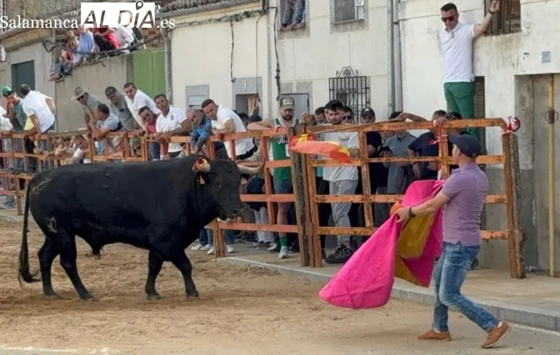 VIII Toro de San Isidro en Cantalpino