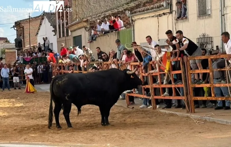 VIII Toro de San Isidro en Cantalpino