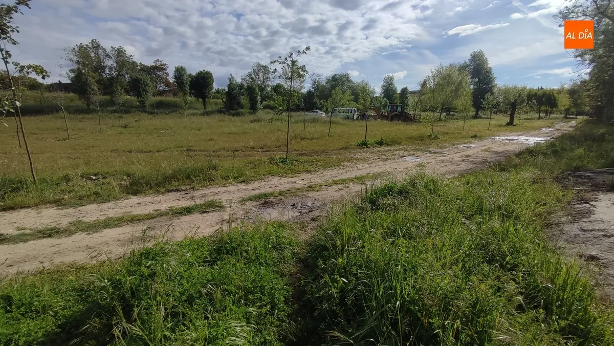 Foto 3 - La Alameda de la Moretona empieza a recibir nuevos &aacute;rboles