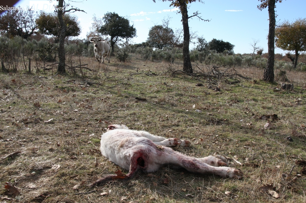 UPL pide en las Cortes de Castilla y León medidas frente a los ataques de buitres al ganado