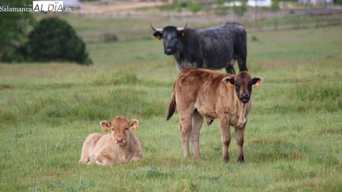 Mercado de ganado y lonja de Salamanca del 26 de mayo de 2025