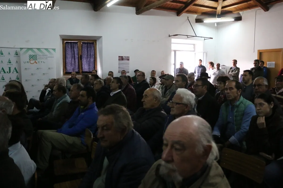 II Jornada de Promoción del Vacuno de Carne en Peralejos de Abajo / CORRAL 