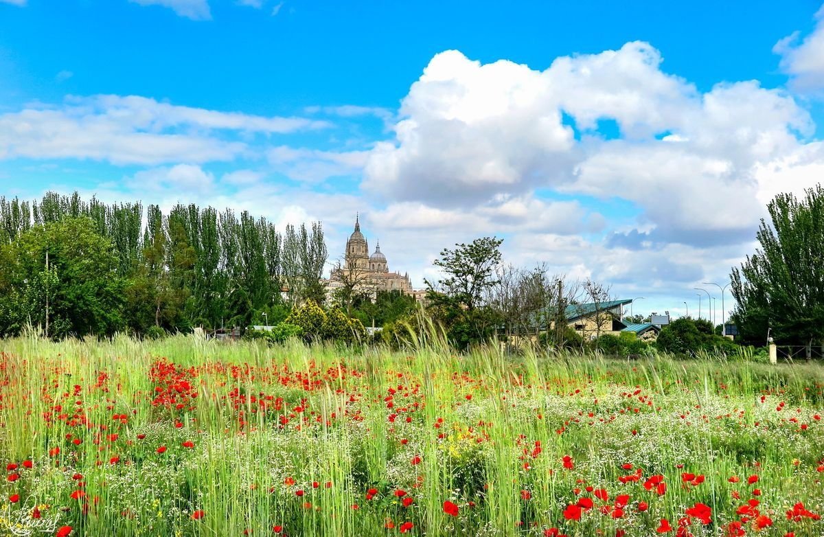 Catedrales de Salamanca