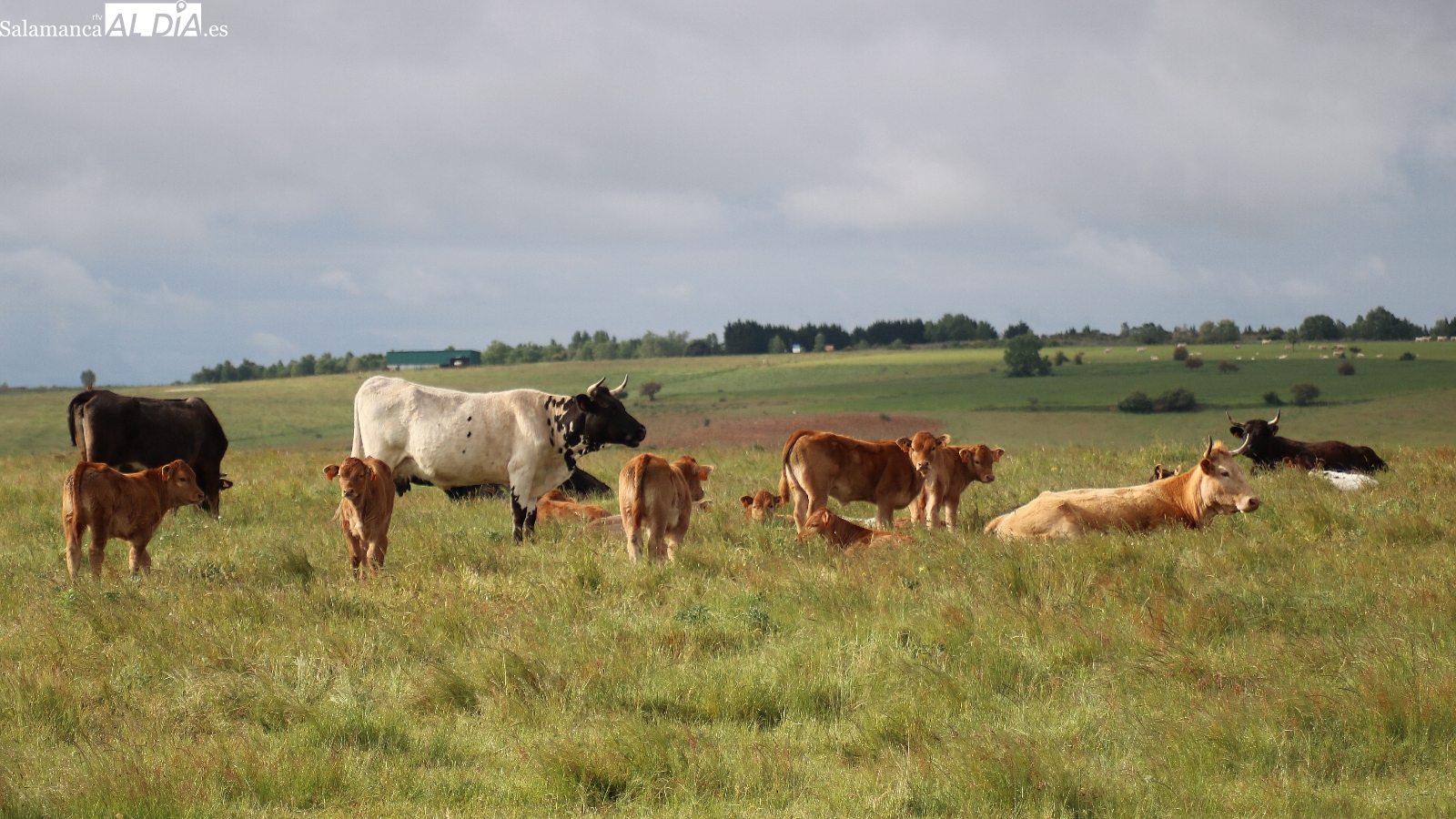 Mercado de ganado y lonja de Salamanca del 19 de mayo de 2025