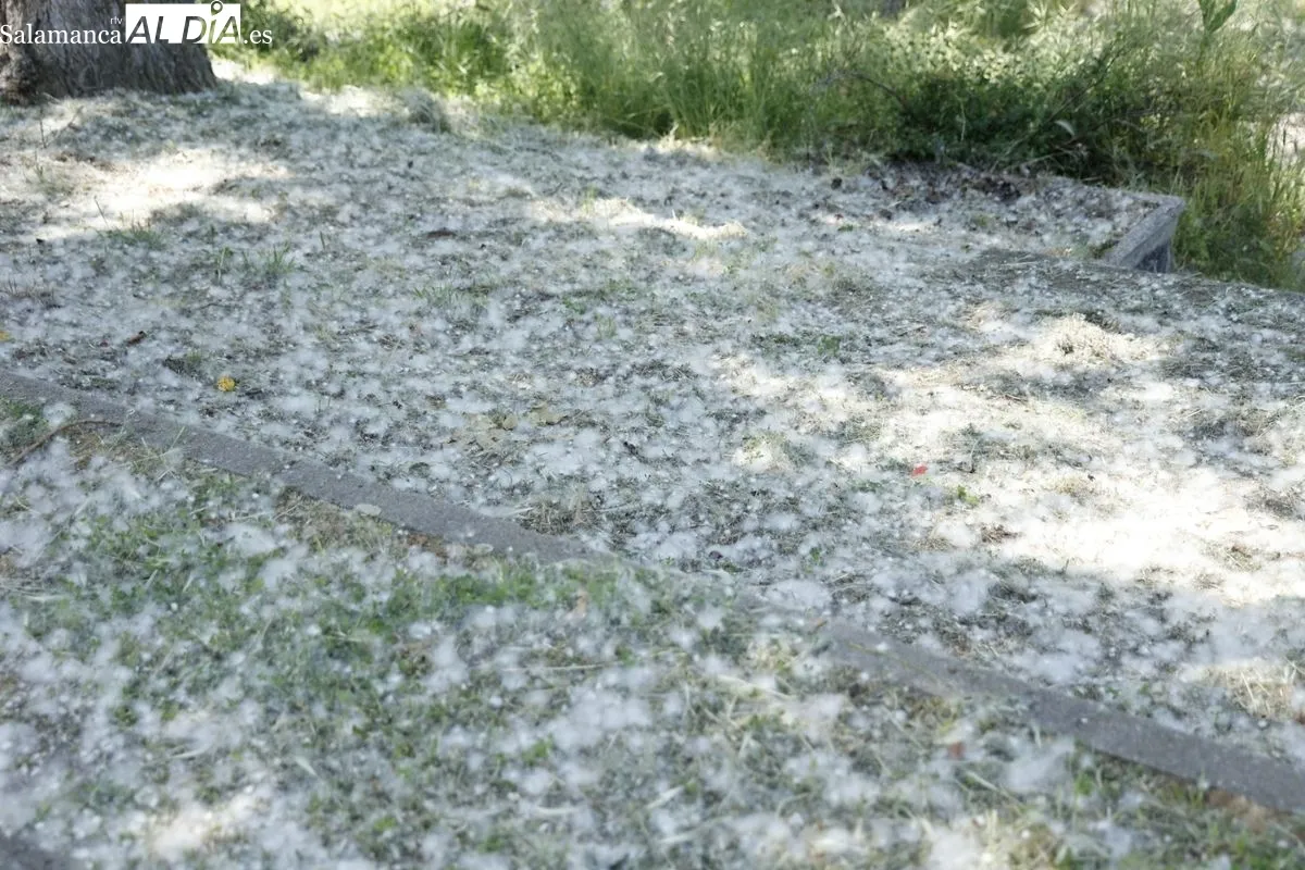 Imágenes de la 'nevada' de polen en La Aldehuela. Foto: David Sañudo