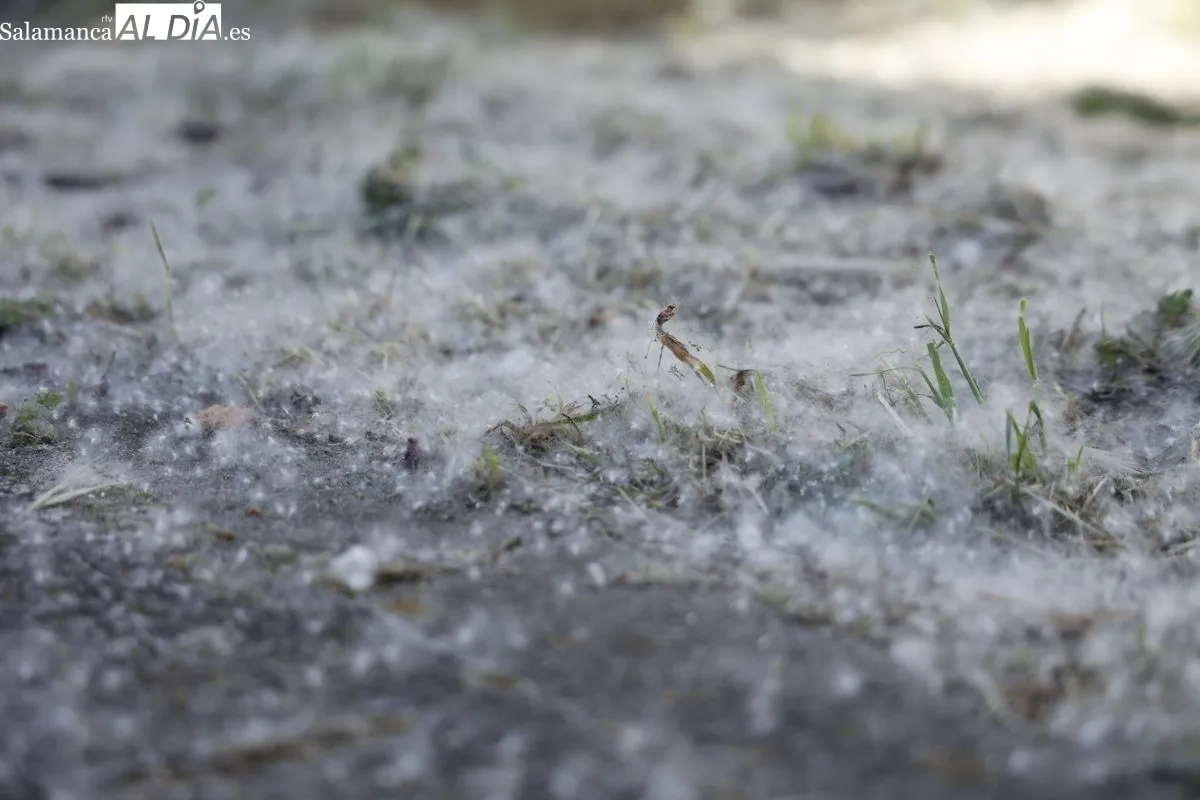 Imágenes de la 'nevada' de polen en La Aldehuela. Foto: David Sañudo